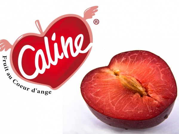 Caline ® – Le fruit au cœur d’Ange